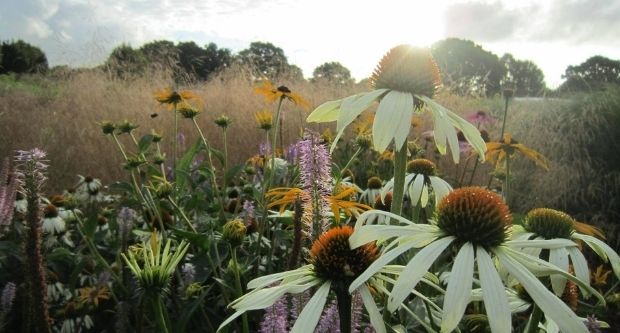 Sussex Prairie Gardens, Henfield, West Sussex